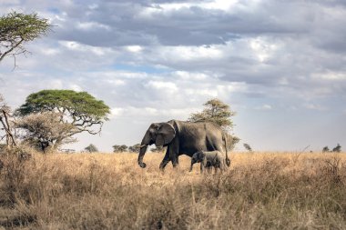 Anne fil bebek fille birlikte savanada yiyecek arıyor. Serengetti Ulusal Parkı, Tanzanya 'da.