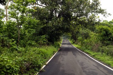Ormandaki güzel asfalt yol heyecan verici bir yere gidiyor.