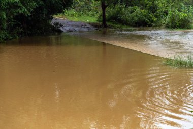 Yağmur mevsiminde sık ve gür bitki örtüsü ve çamurlu kahverengi suyla tipik yağmur ormanı kıyıları