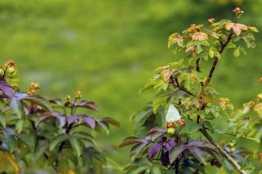 Tropik desenli arka plan yeşil bitki yaprakları arka plan, Doğal duvar kağıdı