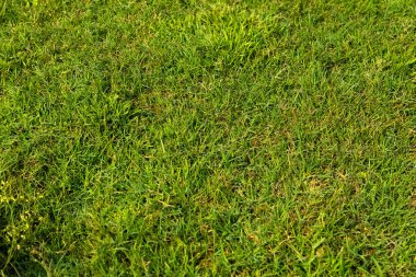 Yeşil bitki yaprakları desenli arka plan, yeşil bitki yaprakları desen arka plan, yeşil duvar kağıdı