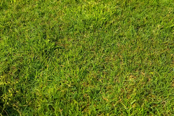 Yeşil bitki yaprakları desenli arka plan, yeşil bitki yaprakları desen arka plan, yeşil duvar kağıdı