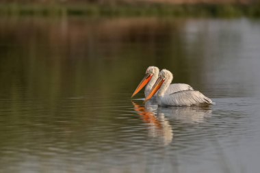 Bir çift Dalmaçyalı beyaz pelikan suda yüzüyor..