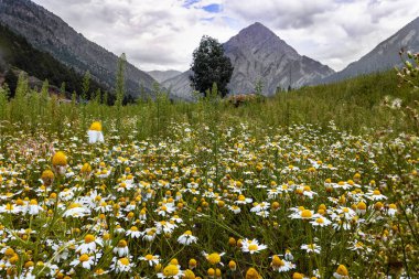 Tarlada beyaz papatya çiçekleri, arka planda dağ. Huzurlu dağ manzarası.