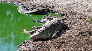 Yeşil bir su kütlesinin kenarında dinlenen timsahlar, küçük bir göl..