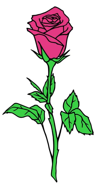 Zeichnung Rosenzweig Mit Rosa Blüte Und Blättern Isoliertes Element Design — Stockvektor