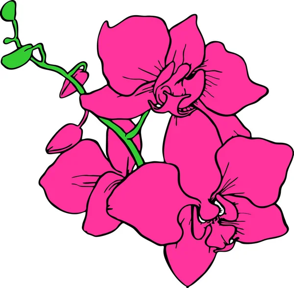 Drawing Branch Pink Flowers Black Outline White Background Logo Art — ストックベクタ
