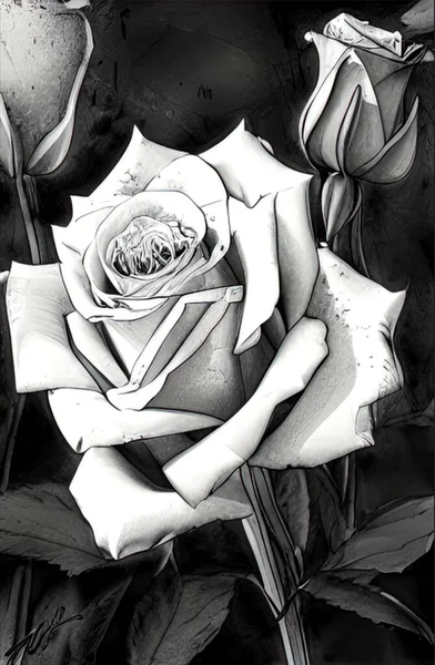 Чорно Білий Малюнок Квітки Троянди Крупним Планом Монохромна Графіка Мистецтво — стокове фото
