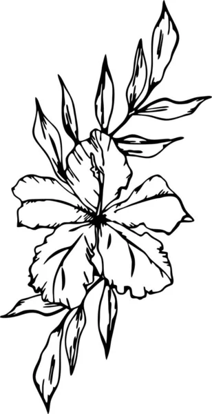 Czarny Kontur Rysunek Gałęzi Kwiatów Białym Tle Logo Sztuka — Wektor stockowy