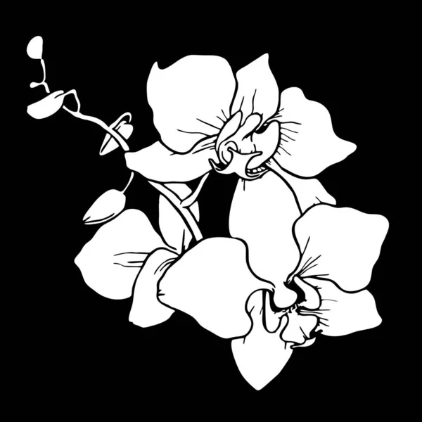 Desenho Contorno Branco Uma Flor Orquídea Fundo Preto Logotipo Desenho — Vetor de Stock