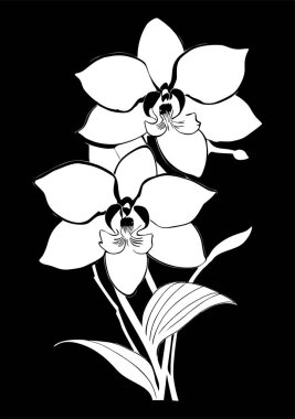 Siyah arkaplan üzerinde bir çiçek dalının beyaz grafik çizimi, tasarım