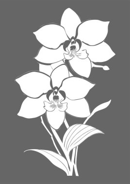 Gri arkaplanda bir çiçek dalının beyaz grafik çizimi, tasarım