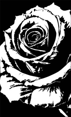 Siyah arkaplan üzerinde gül çiçeğinin beyaz grafik çizimi, tasarım