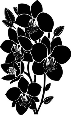 Basit siyah çizim çizimi Orkide çiçeğinin silüeti, tasarım