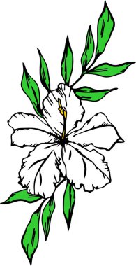 Beyaz arka plan, logo, sanat üzerine siyah çizgili beyaz çiçeklerin bir dalını çizmek