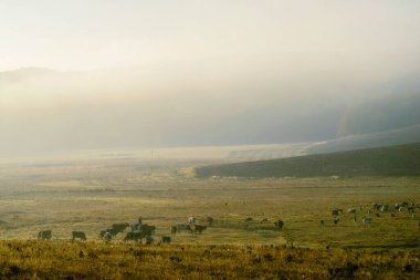Sonbaharda yamaçta gizemli bir sis, ağaçlar ıslak, nemli orman sisi güzel Olanesti Moldova Panoramik manzarası kırsal köy sabah erkenden otlayan inek sürüsü