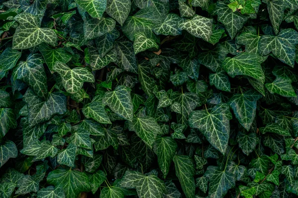 stock image background of lush green ivy leaves Green ivy leaves with white veins growing on a bush climbing on a wall. Evergreen plant wall. A green ivy leaves - climbing or ground-creeping woody plant. pattern