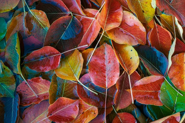 Herbst Orange Rot Grün Blätter Birnbaum Fallen Raum Für Text — Stockfoto