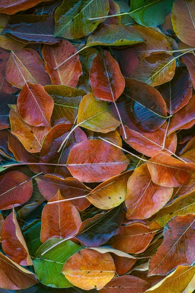 秋天的橙红色绿叶梨树秋天的空间文字在水中坠落抽象自然色彩背景 — 图库照片