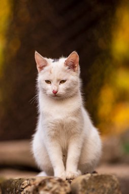 Bahçedeki güzel beyaz kedi dışarıdaki hayatından zevk alıyor. Kedi kameraya bakıyor Kırsal arkaplan portresi fotokopi alanı sonbahar havası