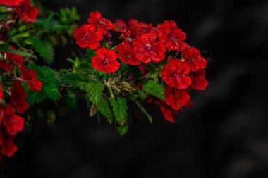 Melez Verbena 'nın parlak çiçekleri (Verbena tenera) Kırmızı fenox evin yakınındaki bahçede yetişir..