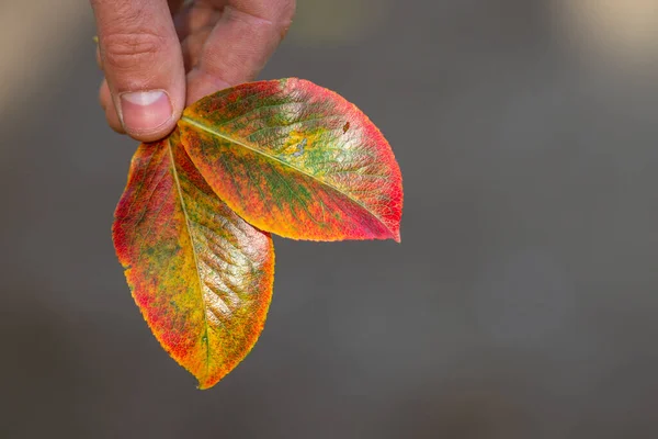 Hand Hält Eine Birne Gelb Rot Grün Blatt Nahaufnahme Herbststimmung — Stockfoto