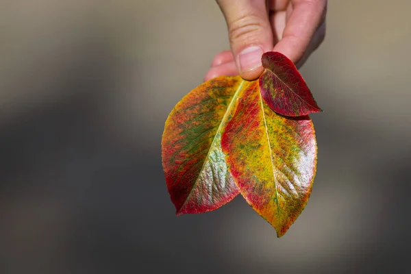 Hand Hält Eine Birne Gelb Rot Grün Blatt Nahaufnahme Herbststimmung — Stockfoto