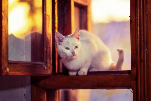 Hermoso Lindo Gato Blanco Curioso Sentado Madera Marrón Ventana Felino —  Fotos de Stock