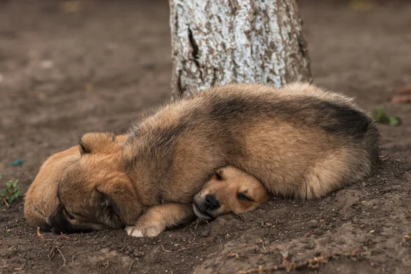 Két Kutya Kölykök Alszik Melegedés Kényelmesen Kívül — Stock Fotó