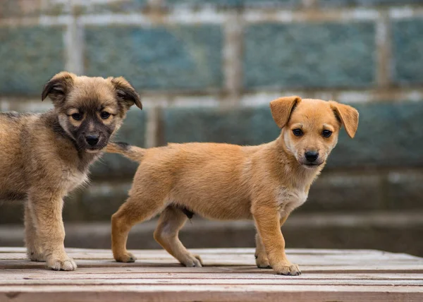 Twee Honden Puppy Zitten Een Houten Pad Het Platteland Landelijke — Stockfoto