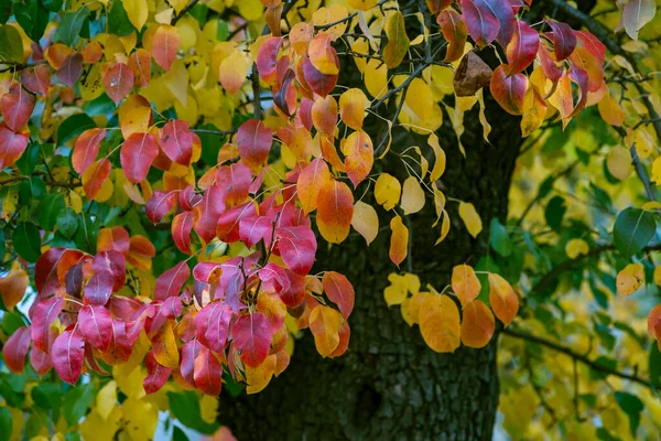 Close Rozmazané Abstraktní Přirozené Pozadí Hrušky Podzim Červená Žlutá Listí — Stock fotografie