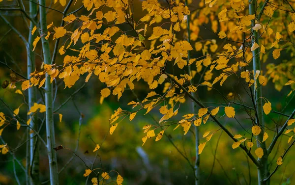 Fundo Floresta Outono Folhas Vidoeiro Amarelas Uma Folhagem Árvore — Fotografia de Stock