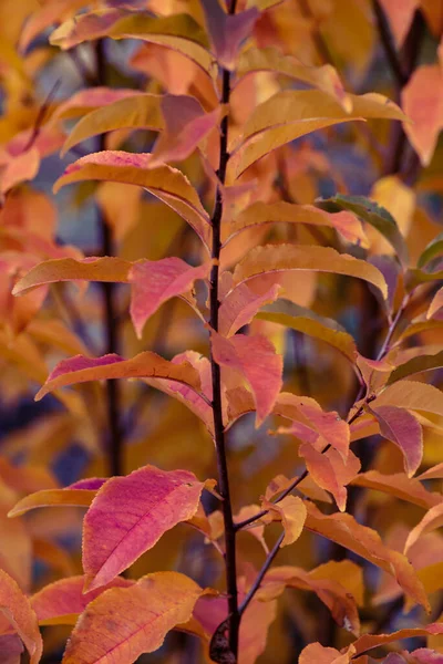 Blätter Herbst Grün Gelb Gefälle Auf Einem Zweig Baum Hintergrund — Stockfoto