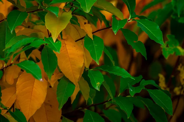 Blätter Herbst Grün Gelb Gefälle Auf Einem Zweig Baum Hintergrund — Stockfoto