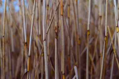 Phragmites australis oldukça kurumuş sonbaharda rüzgarda sallanarak nehirde mavi gökyüzü pampaları açık havada yumuşak bitki otları açık pastel renklerde desen panikliyor...