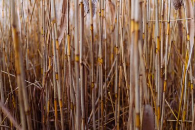 Phragmites australis oldukça kurumuş sonbaharda rüzgarda sallanarak nehirde mavi gökyüzü pampaları açık havada yumuşak bitki otları açık pastel renklerde desen panikliyor...