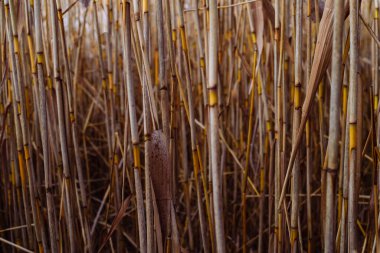 Phragmites australis oldukça kurumuş sonbaharda rüzgarda sallanarak nehirde mavi gökyüzü pampaları açık havada yumuşak bitki otları açık pastel renklerde desen panikliyor...