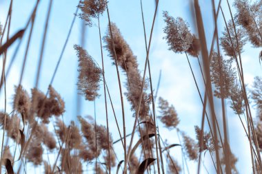 Phragmites australis oldukça kurumuş sonbaharda rüzgarda sallanarak nehirde mavi gökyüzü pampaları açık havada yumuşak bitki otları açık pastel renkler boho tarzı Panik