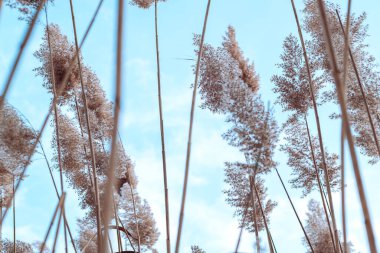 Phragmites australis oldukça kurumuş sonbaharda rüzgarda sallanarak nehirde mavi gökyüzü pampaları açık havada yumuşak bitki otları açık pastel renkler boho tarzı Panik