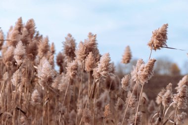Phragmites australis oldukça kurumuş sonbaharda rüzgarda sallanarak nehirde mavi gökyüzü pampaları açık havada yumuşak bitki otları açık pastel renkler boho tarzı Panik