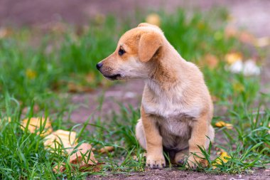 İki köpek yavrusu kırsal mavi duvarda bir ahşap alana oturmuş sonbahar profil görüşü katlanmış kulaklar dışarıdaki kameraya bakıyor..