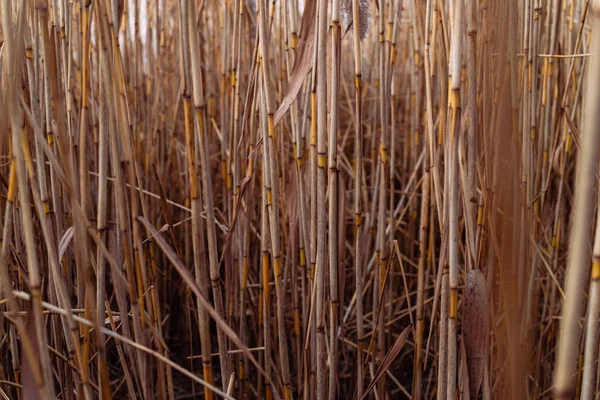 Phragmites Australis Pretty Dried Common Reed Autumn Waving Wind River — Stock Photo, Image
