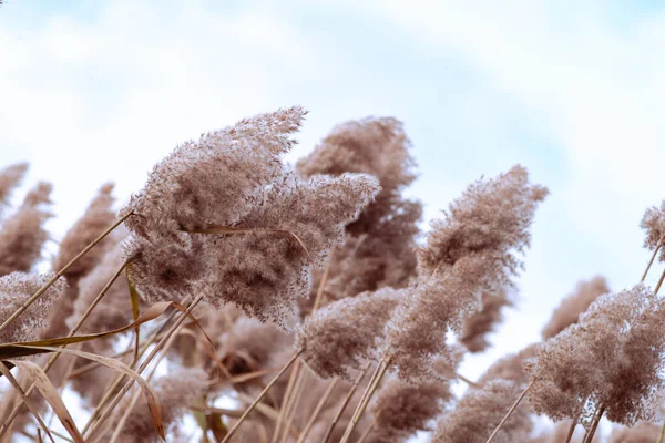 Phragmites Australis Pretty Dried Common Reed Autumn Waving Wind River — Stock Photo, Image