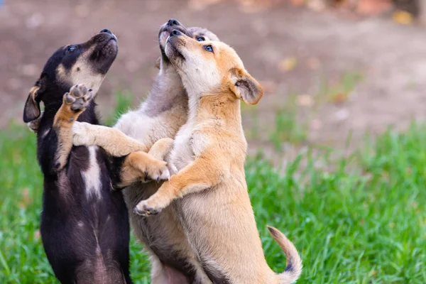 Nouveau Chiots Race Jack Russel Terrier Succion Lait Maternel Nourrir — Photo