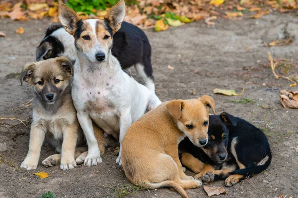Újszülött Kölykök Fajta Jack Oroszlán Terrier Szopás Anyatejjel Etetés Kutya — Stock Fotó