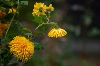 Renkli sarı ve turuncu kasımpatı çiçeği çiftlikte açar. Anneler Günü konsepti. Boşluğu kopyala