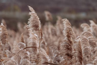 Phragmites australis oldukça kurumuş sonbaharda rüzgarda sallanarak nehirde mavi gökyüzü pampaları açık havada yumuşak bitki otları açık pastel renkler boho tarzı Panik
