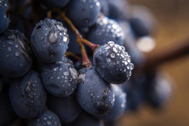 Yakın plan, koyu olgun üzümlerden oluşan böğürtlenler, düşük ışık altında, siyah zemin üzerinde izole edilmiş, su damlaları Moldova bahçesinde.