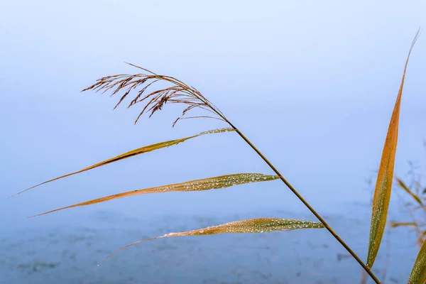 Phragmites Australis Pretty Dried Common Reed Autumn Waving Wind River — 스톡 사진