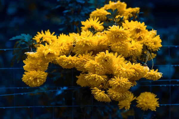 Kolorowe Żółto Pomarańczowe Chryzantemy Kwiat Kwitną Gospodarstwie Koncepcja Dnia Matki — Zdjęcie stockowe